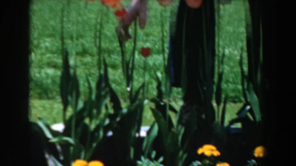 Tulip stems and red blossoms fill the foreground while the man remains partly visible in the 1961 garden footage.