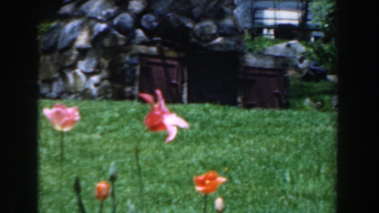 1961 Novi, Michigan home-movie frame showing red and pink flowers, green grass, and stone garden features in soft focus.