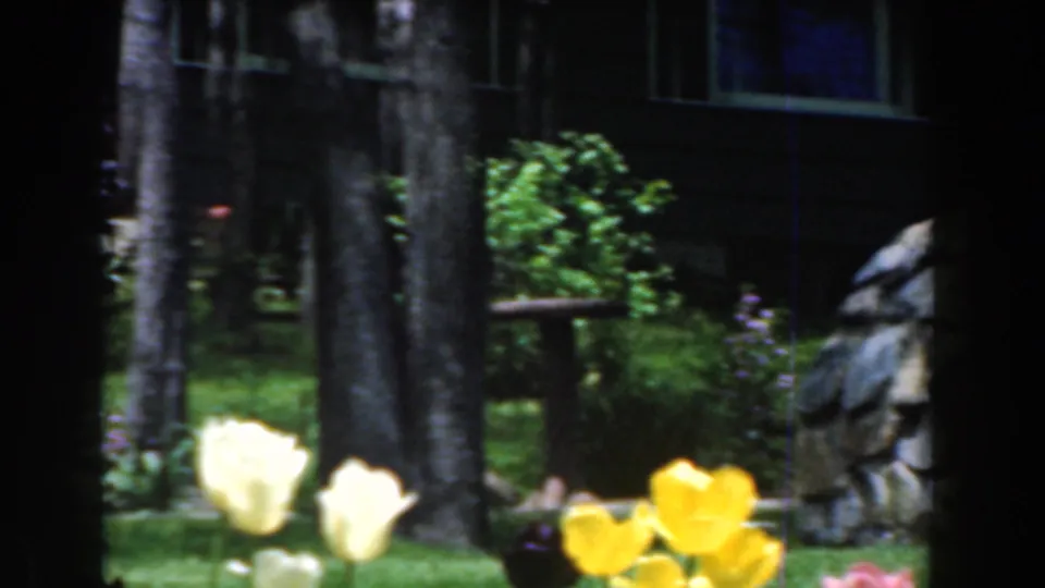 1961 Novi, Michigan home-movie frame showing pale tulips and trees in a shaded lawn area beside a residential exterior.