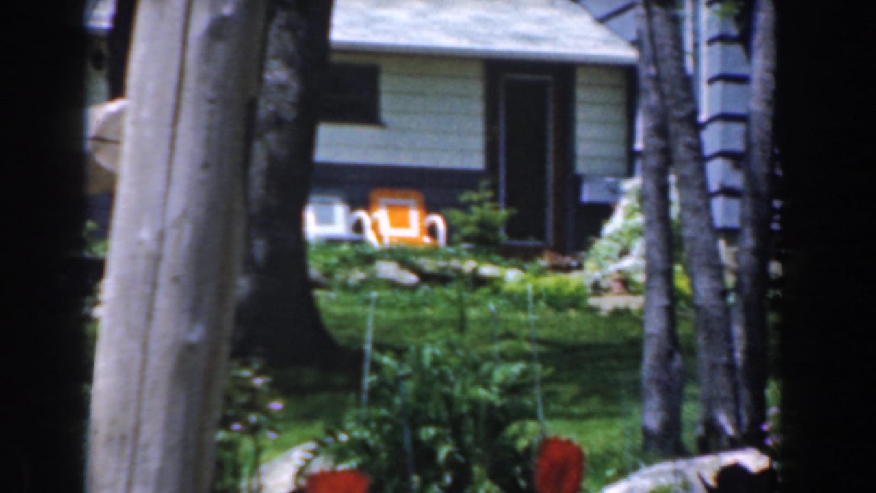Red tulips and a grey wooden fence in a sunny green yard with a house beyond.