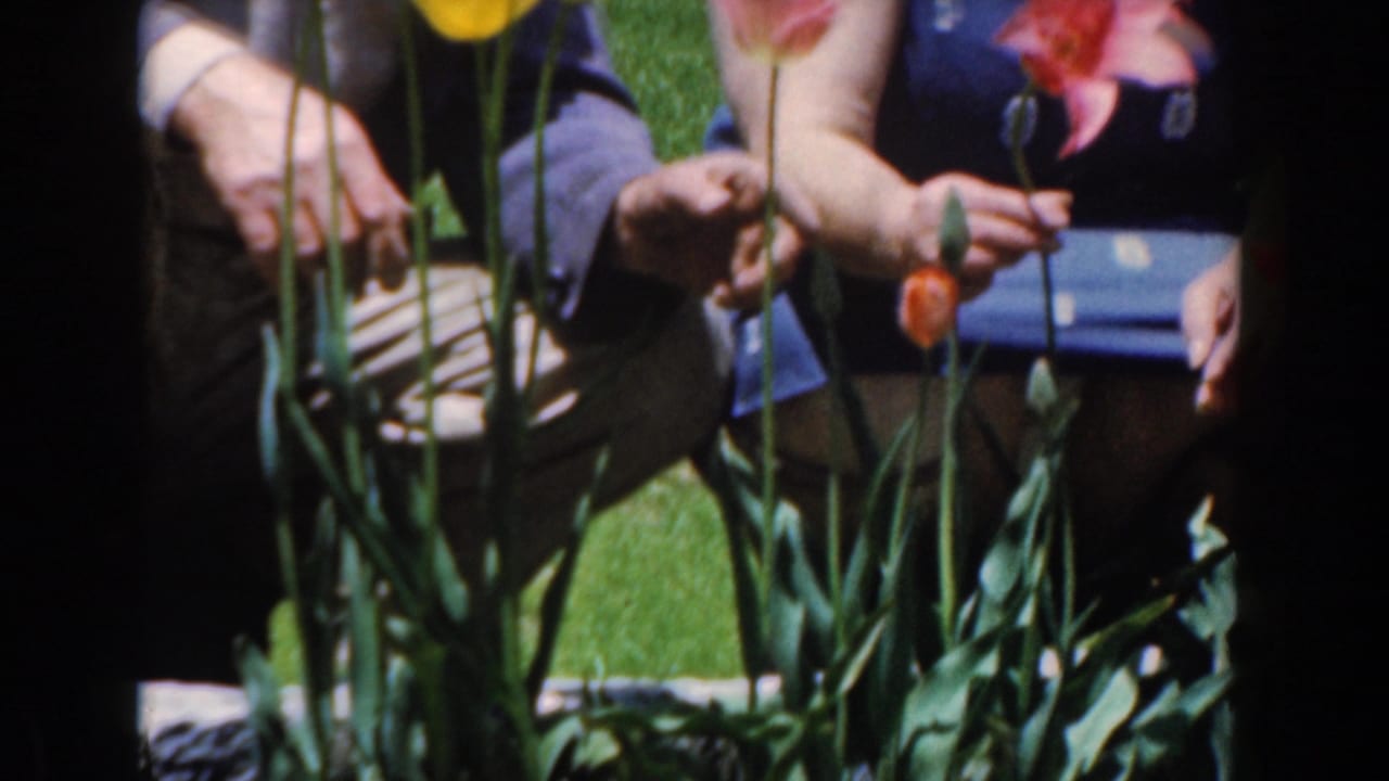 Two seated people behind tall tulips and lawn grass near a house window.