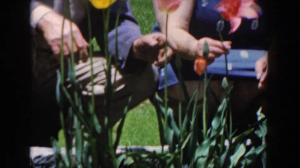 1961 Novi, Michigan garden view with two partly visible seated people behind red and yellow tulips on a lawn.