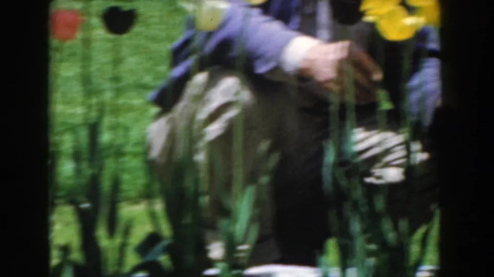 Soft 8mm frame from Novi, Michigan showing a seated person partly obscured by tulip stems and garden motion blur.