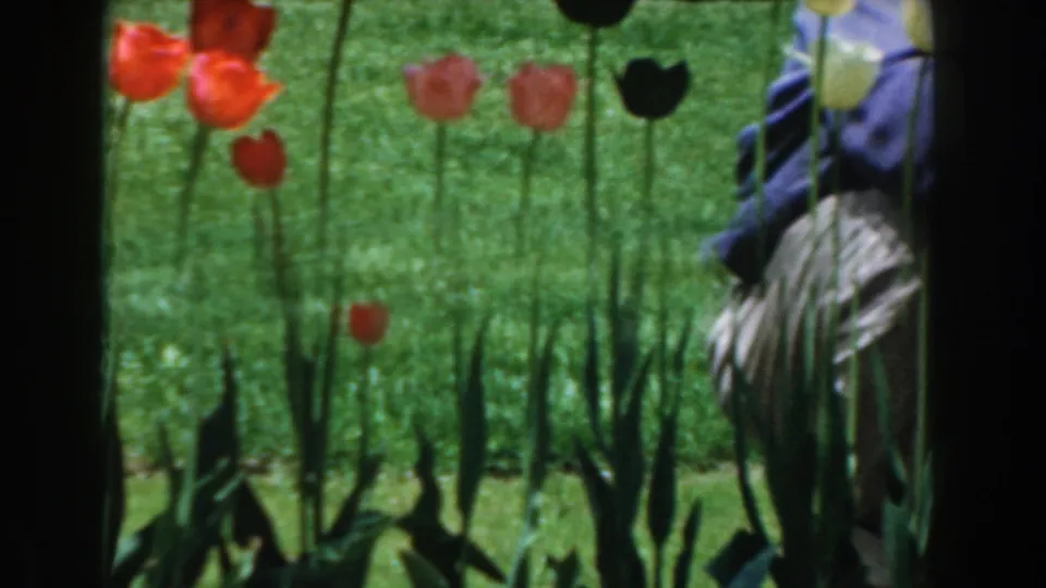 1961 Novi, Michigan garden frame with red tulips, a dark bird shape near the window area, and a partly visible seated person.