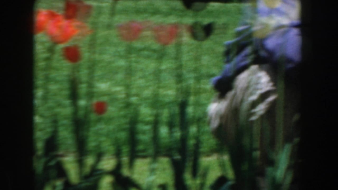 Close view of tulips in a sunny lawn with an adult partly visible behind the flowers.
