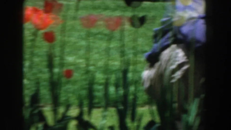 1961 Novi home-movie frame showing red tulips in a green lawn with an adult partly obscured behind the garden flowers.