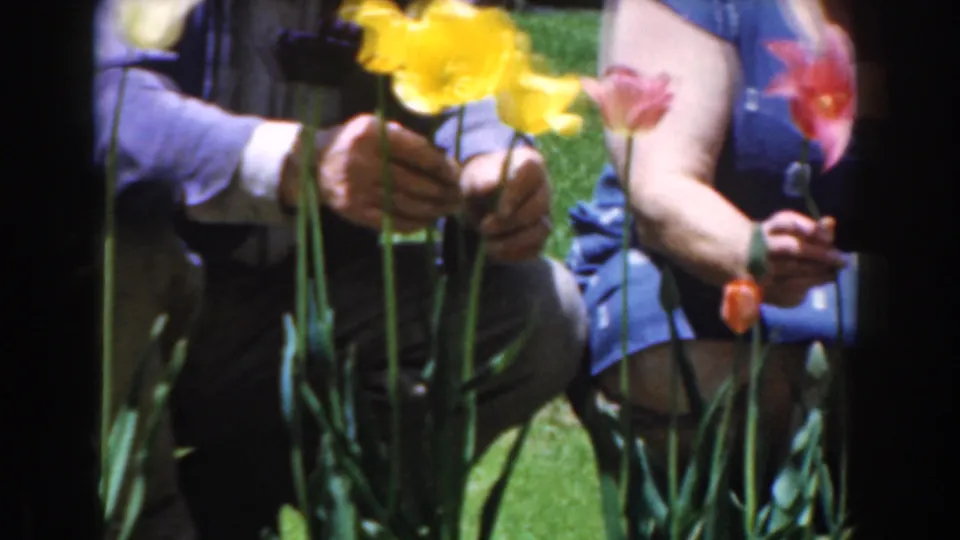 1961 Novi garden frame with adult hands holding yellow tulips beside another adult in blue clothing on a bright lawn.
