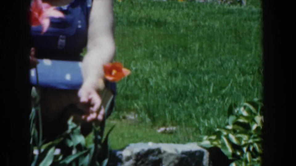 1961 Novi garden frame with a woman in blue reaching toward red tulips, surrounded by lawn, stems, and low stones.