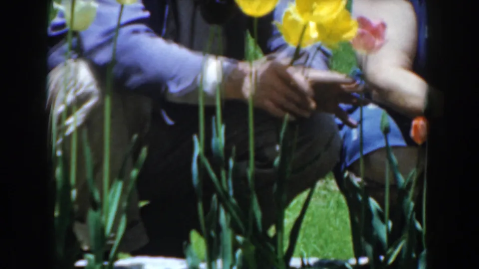 Close garden view of adult hands near tulip stems, with blue clothing, grass, and flower leaves visible in 1961 Novi footage.