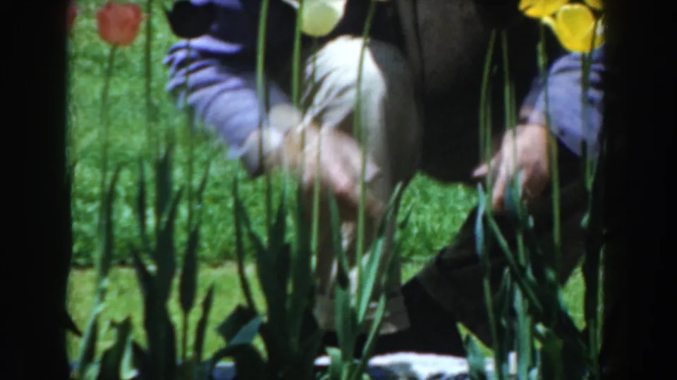 A kneeling adult appears among tulips and leaves in a sunny Novi garden, partly obscured by flowers and soft 8mm blur.
