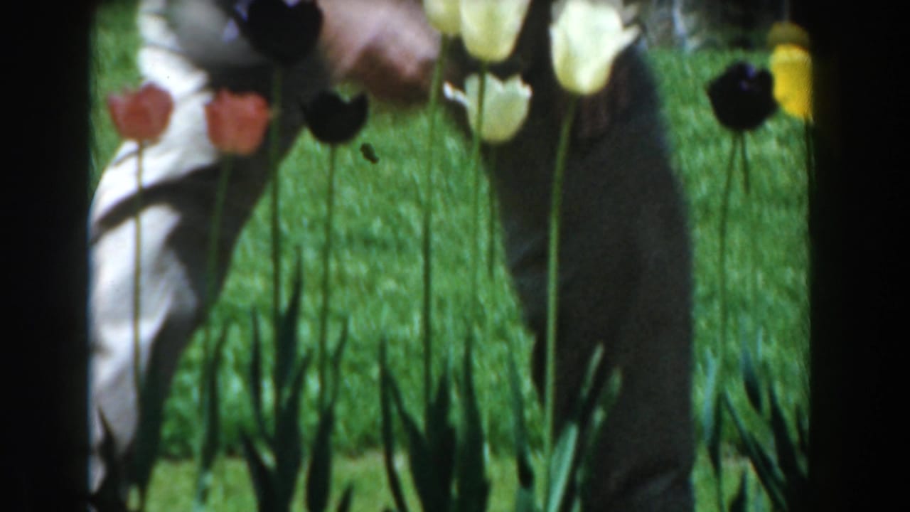 Adults crouch behind tall tulips on a green lawn, partly obscured by dark frame edges.