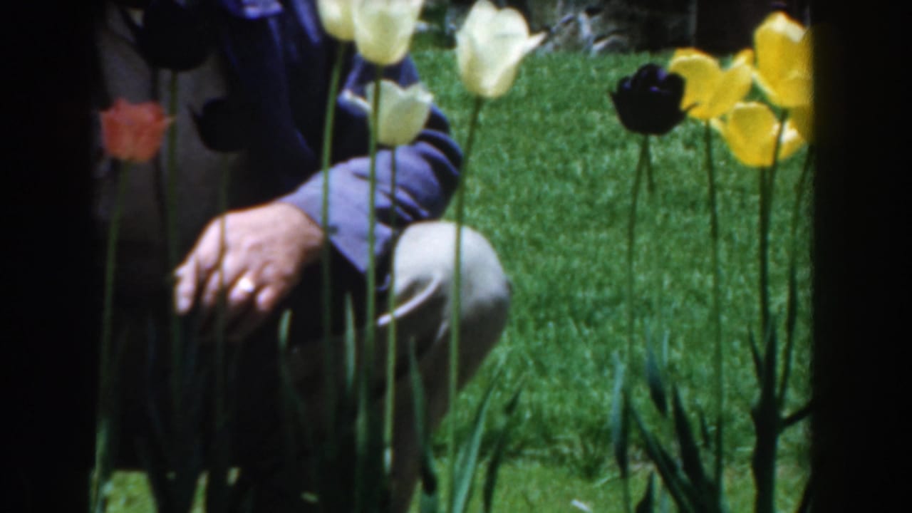 A crouching man and nearby adult are seen behind tall tulips in a grassy garden.