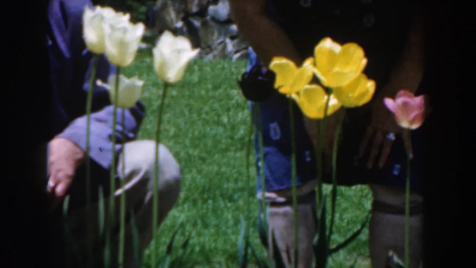 In the Novi home-movie frame, crouching adults are partly obscured by white, yellow, pink, and dark tulips in bright grass.