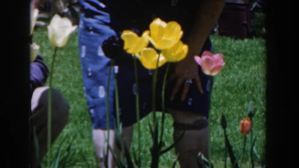 The final frame shows colorful tulips in the foreground with two adults crouched behind them in the 1961 Novi garden footage.