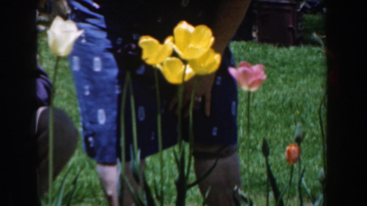 1961 Novi, Michigan 8mm frame showing yellow, white, and pink tulips in a backyard, with a woman in a blue patterned dress partly visible behind them.