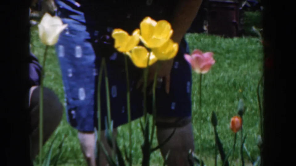 1961 Novi, Michigan 8mm frame showing yellow, white, and pink tulips in a backyard, with a woman in a blue patterned dress partly visible behind them.