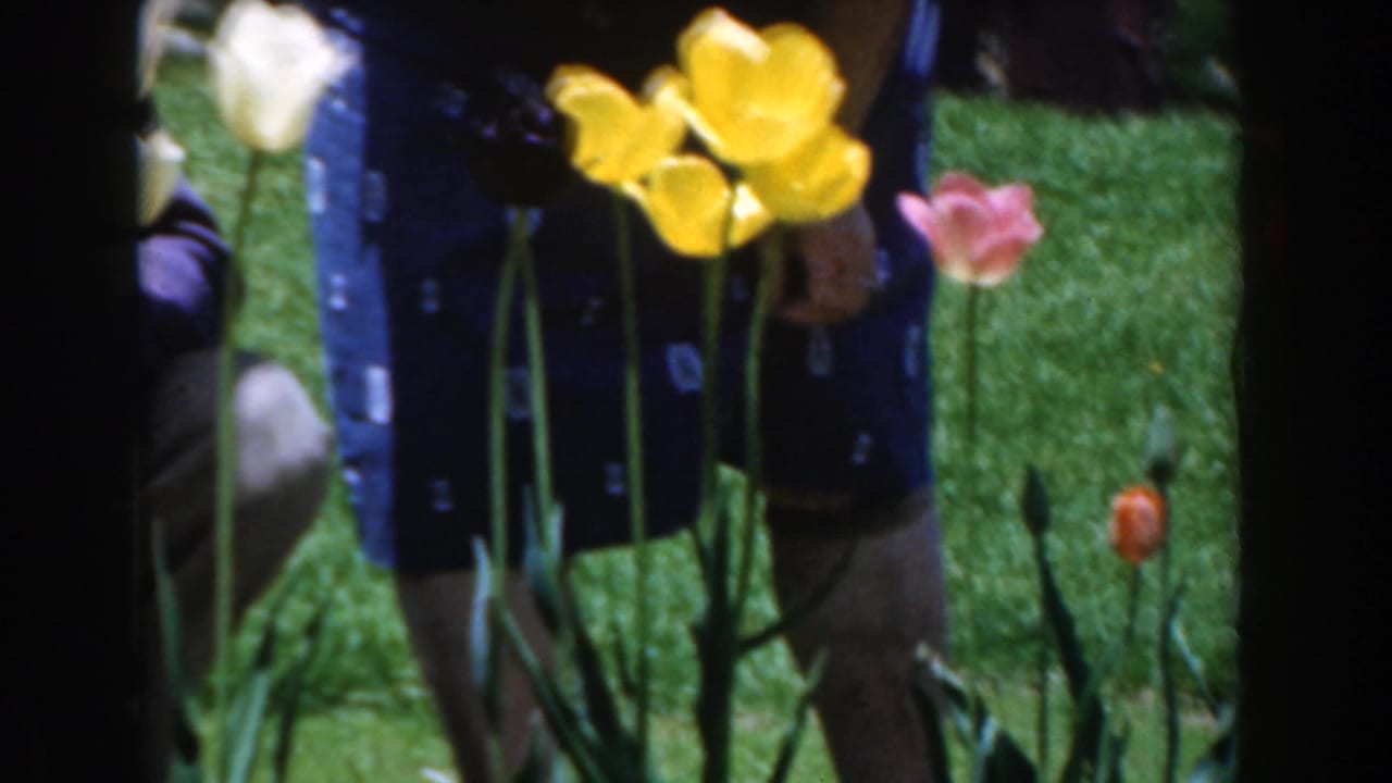 Yellow and pink tulips stand in a lawn with a woman partially visible behind them.