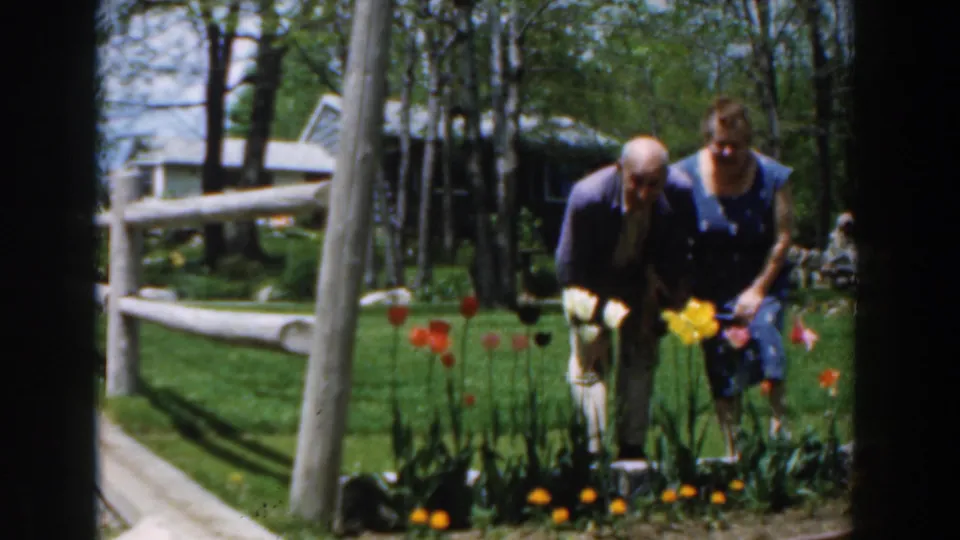 The elderly couple remains bent toward the tulip bed in the Novi yard, framed by lawn, trees, and a pale split-rail fence.