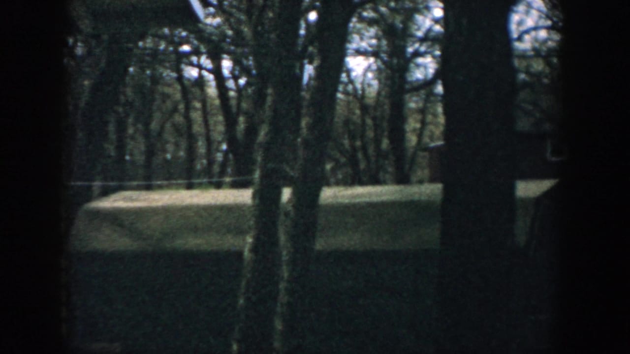 Wooded yard with tree trunks and part of a house at the right edge.
