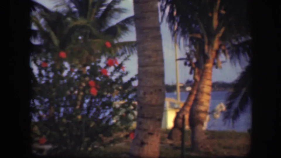 Soft 8mm Florida garden view with red flowers, palm trunks, tropical foliage, and water visible beyond the landscaping.