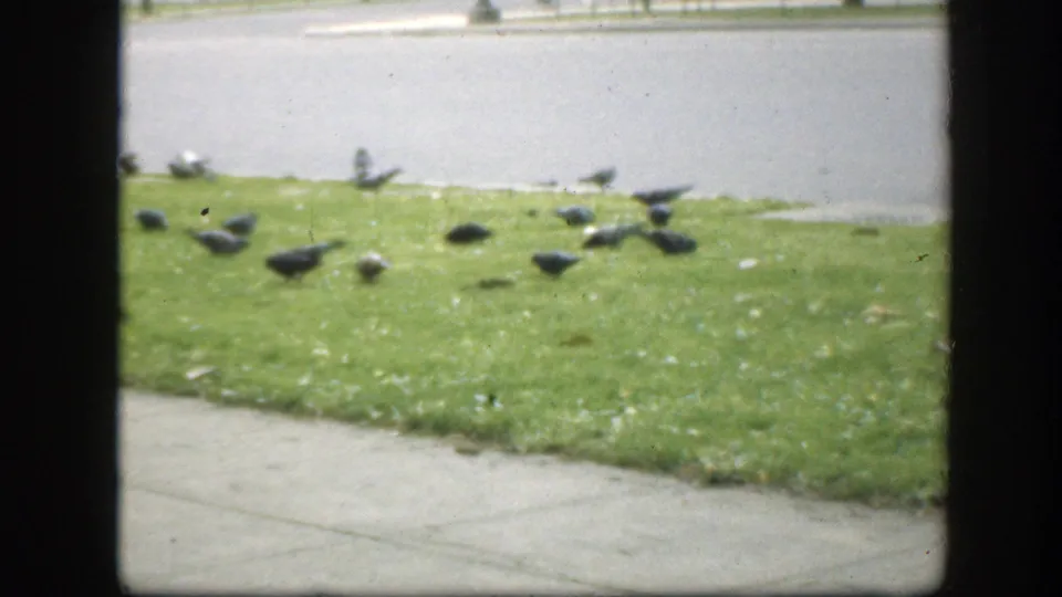A group of doves pecks across a green Washington DC lawn beside a sidewalk, with pavement visible beyond.