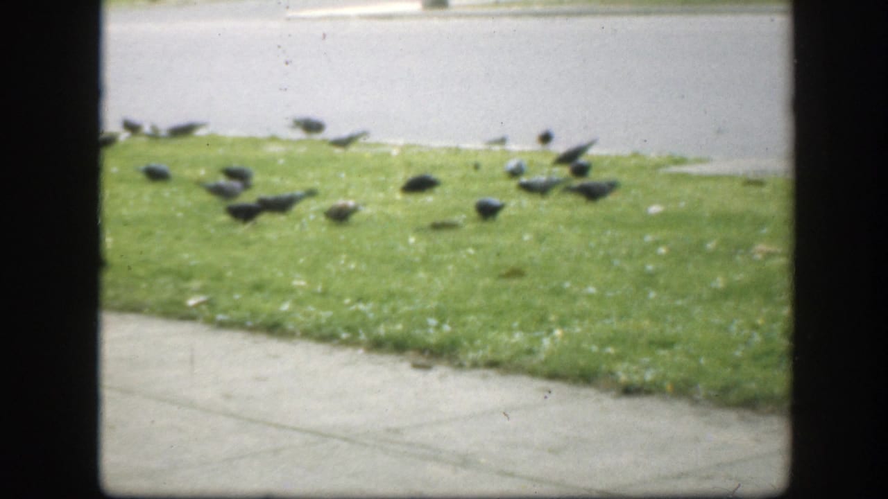 Pigeons scattered across a grassy median beside a sidewalk and street.