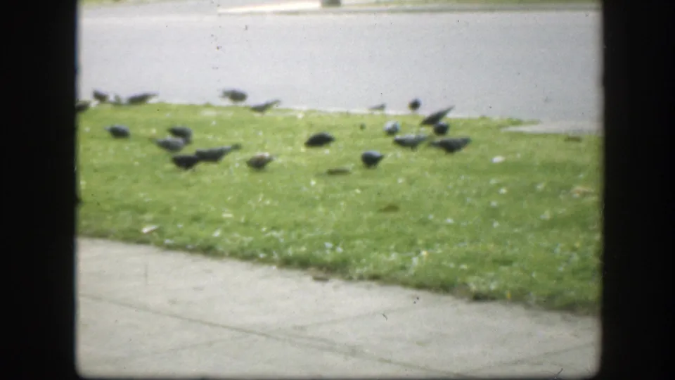 1945 Washington DC home-movie frame showing pigeons on grass near a sidewalk and quiet street, seen through dark window framing.