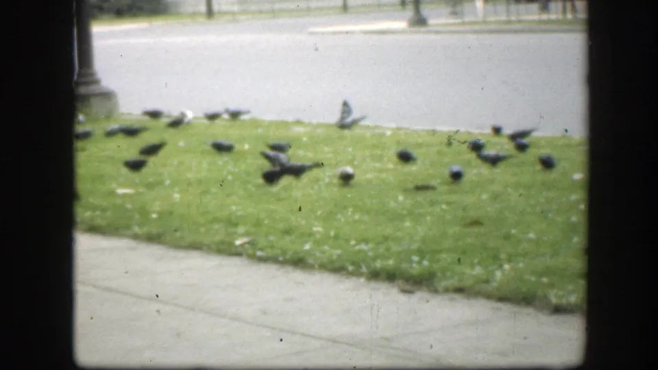 Pigeons peck across a grassy median in Washington DC, with a road and streetlamp base visible behind them in soft 8mm focus.