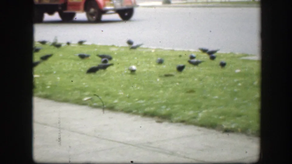 Washington DC street cutaway with pigeons on grass and a red vehicle partly visible on the road beyond the median.