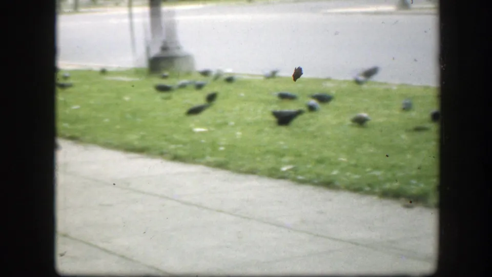 Soft 8mm frame of pigeons on a Washington DC grass median, bordered by sidewalk and street, with window-frame bars crossing the view.