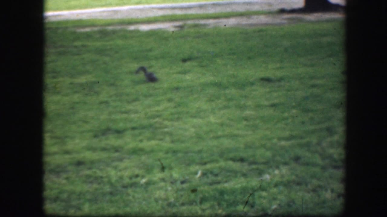 Squirrel sits on a green park lawn behind dark vertical window framing.