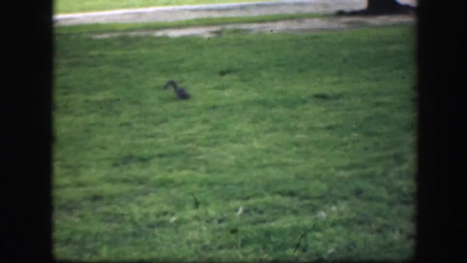 In 1945 Washington DC home-movie footage, a squirrel appears on open grass with a sidewalk and trees in the background.