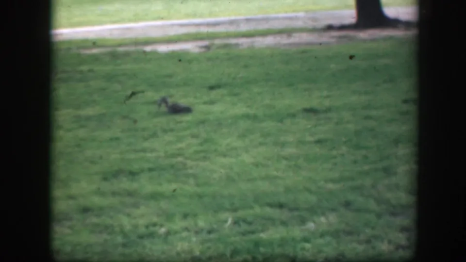 A squirrel is visible on a soft-focused Washington DC park lawn, with a pale sidewalk and tree trunks beyond the grass.
