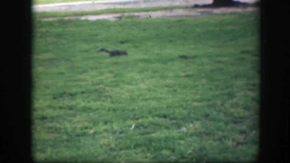 The squirrel appears low on the green lawn in a 1945 Washington DC park view, framed by dark edges from the filming position.
