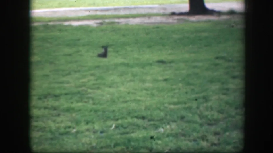 A squirrel stands upright on the Washington DC park lawn, seen through dark window-like framing in soft 8mm color footage.