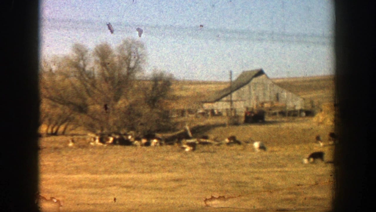 Rural field with a weathered barn, livestock, bare trees, and dark vehicle window edges.