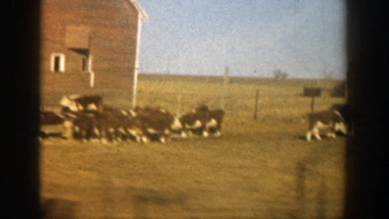 1961 8mm view of cows near a wooden barn in a dry Aspen, Colorado field with fence posts and blue sky.