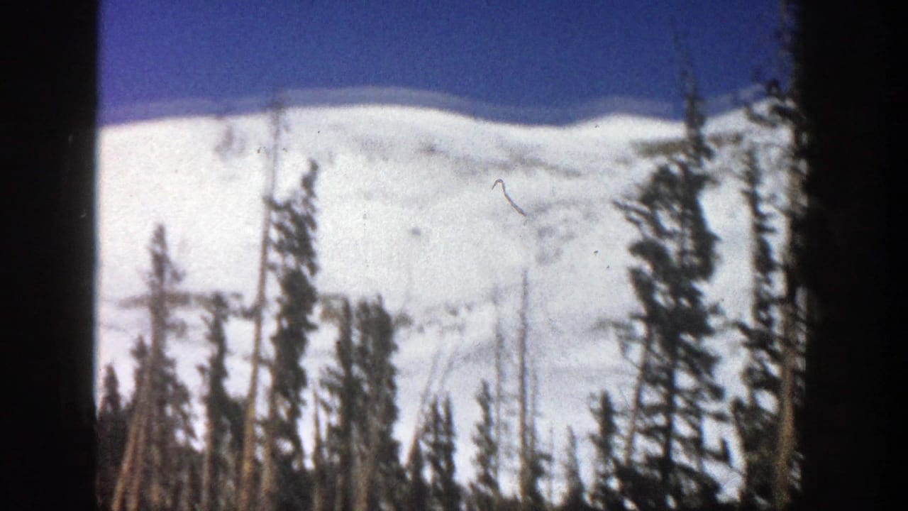 Snowy mountain slope behind evergreen trees under a blue sky.