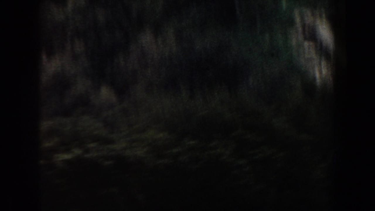 Dark, blurred outdoor frame with shadowed foliage or hillside detail.