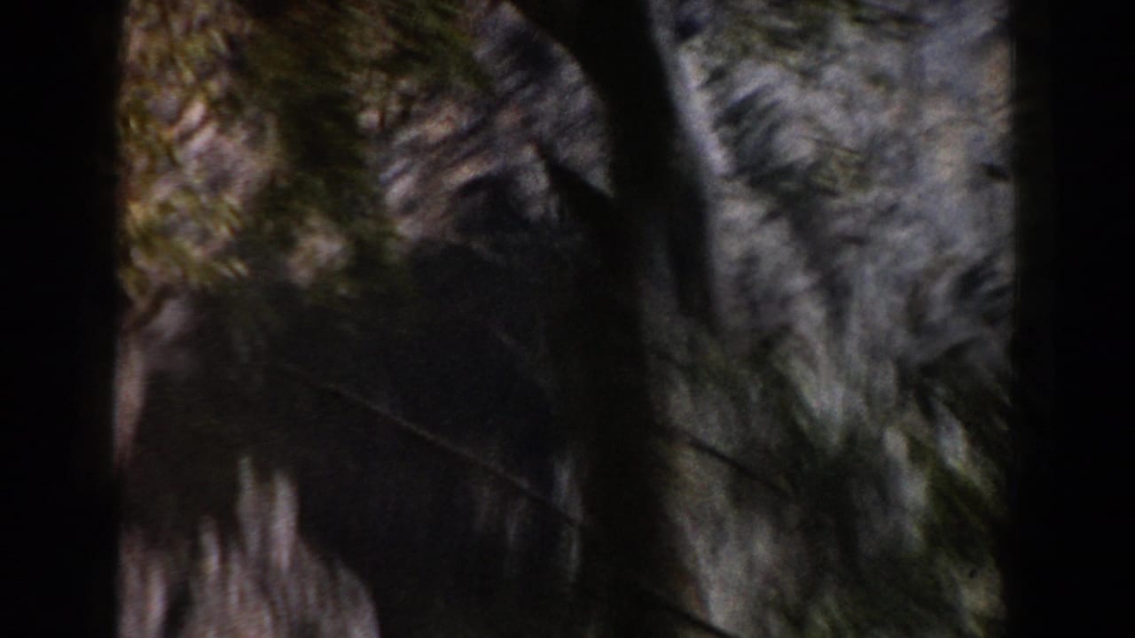 Close, blurred tree trunk beside a shaded wooded slope in the Italy home-movie footage.