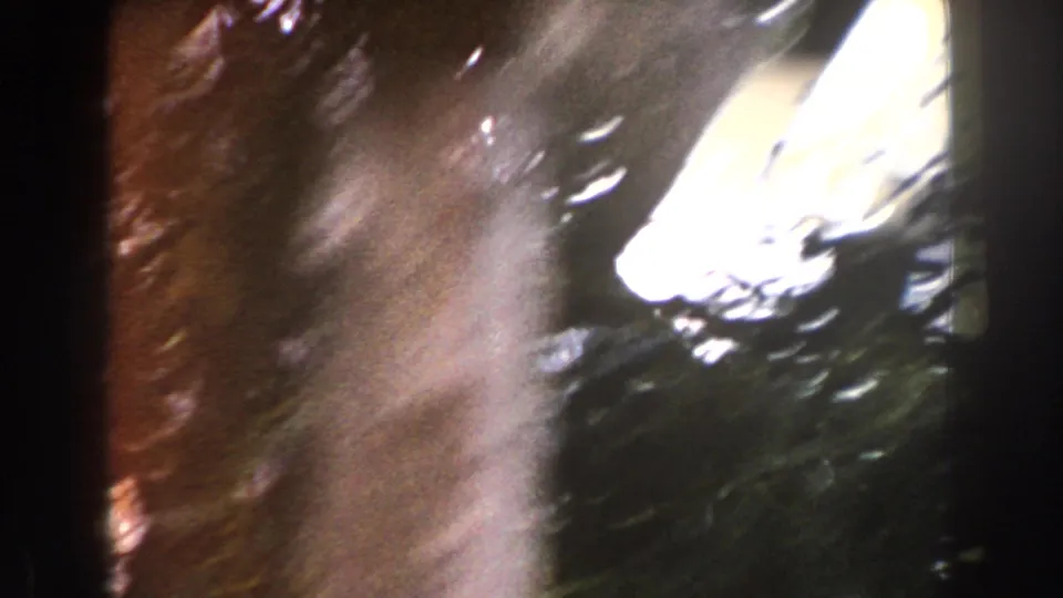 A tree trunk, foliage, and overexposed sky patch blur during handheld movement in the 8mm clip.