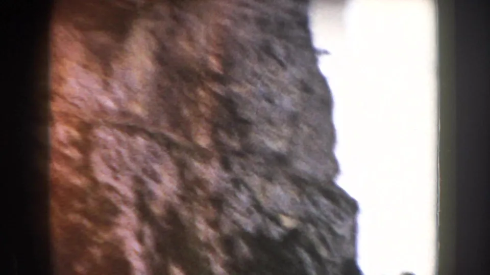Close-up of rough bark with a bright overexposed edge, consistent with handheld 8mm filming in Italy.