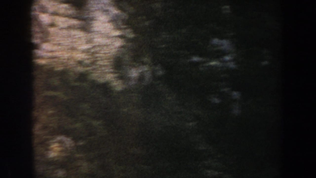 Shadowed Italian landscape detail with trees and brush crossing a rough rock surface in grainy 1960 8mm footage.