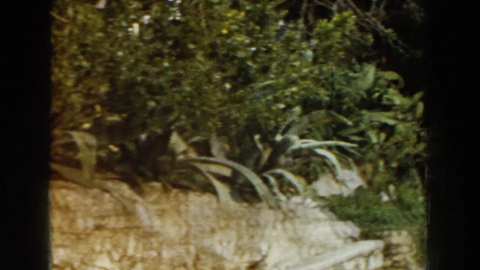 1960 Italy 8mm view of a landscaped path edge with agave-like plants, stonework, foliage, and a low railing.