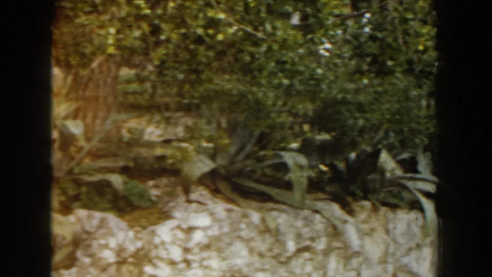 1960 Italy home-movie frame showing foliage, agave-like plants, stonework, and a sunlit path edge in soft 8mm color.