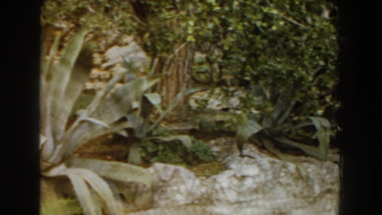 Agave plants and rocks in a shaded garden.