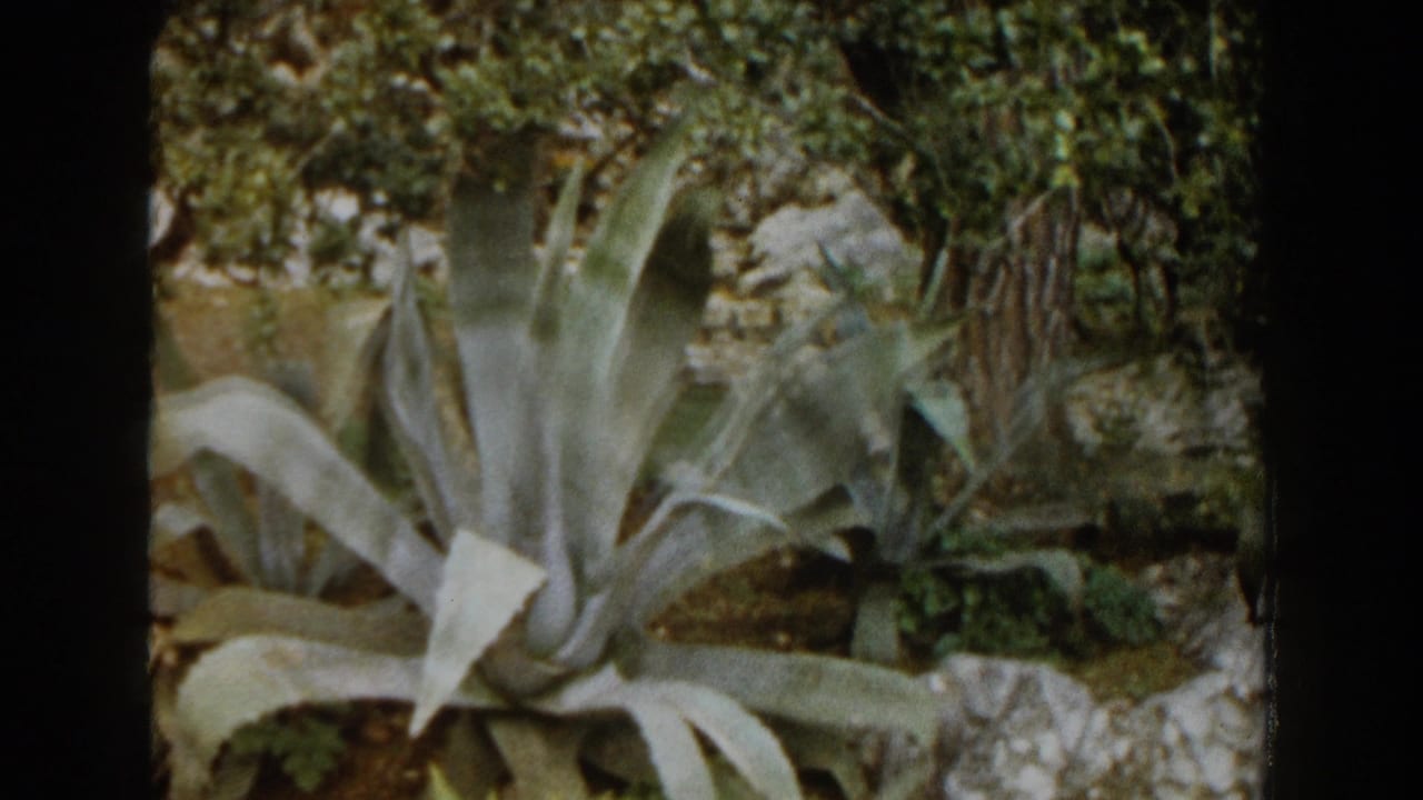 1960 Italy 8mm frame centered on a large agave plant among rocks, trees, and dense garden foliage.