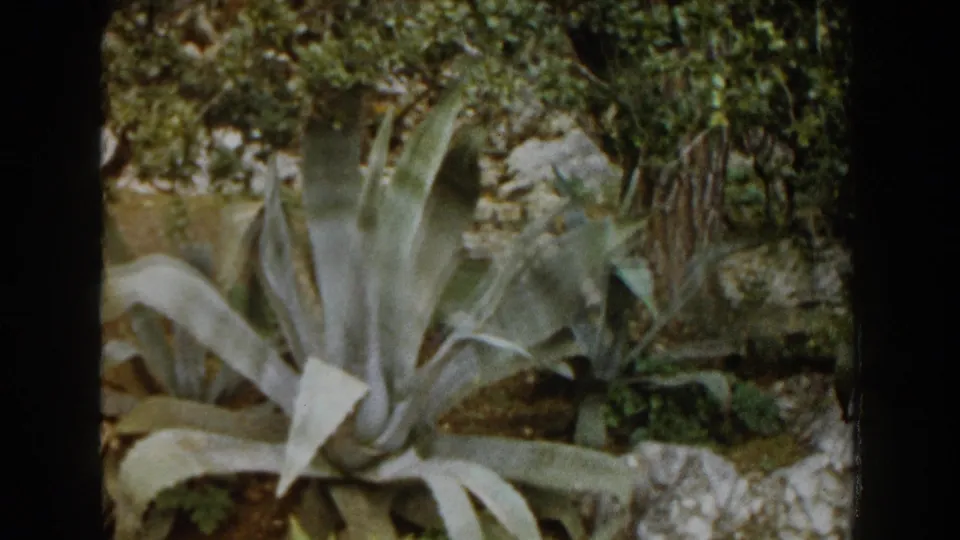 1960 Italy 8mm frame centered on a large agave plant among rocks, trees, and dense garden foliage.