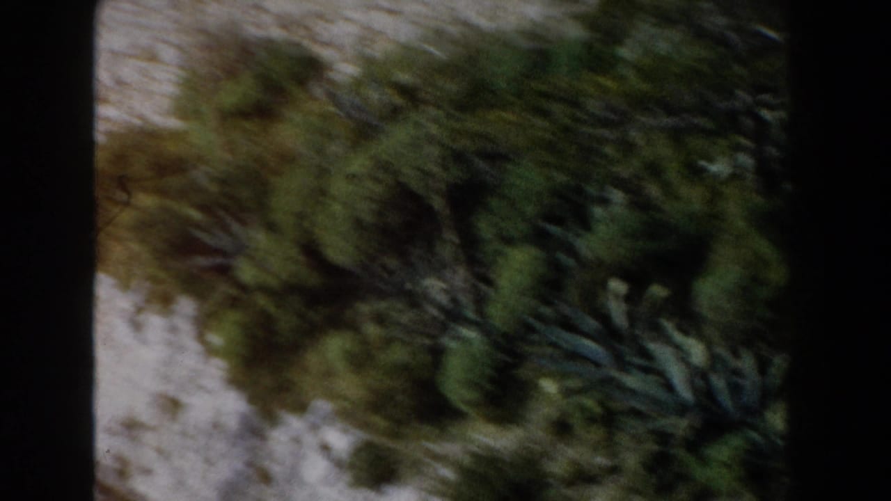 Green plants growing from a grey stone ledge with dark film borders.