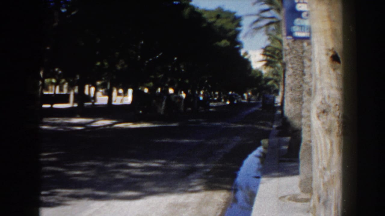 Tree-lined street with deep shade, pavement, palm trunks, and a partial blue sign.